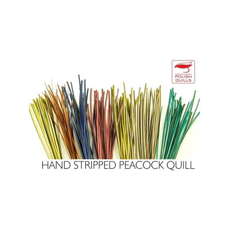 Quill de paon ébarbé