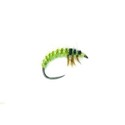 Larve hydropsyche