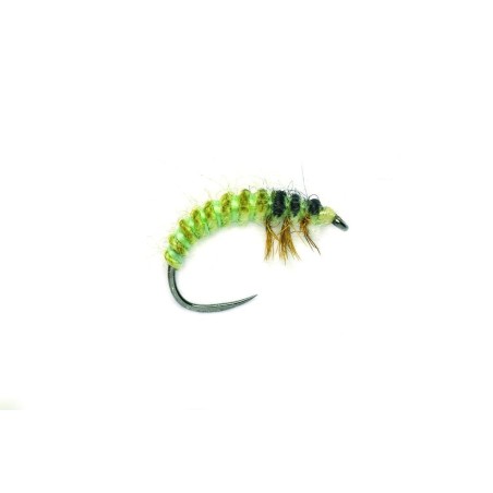 Larve hydropsyche