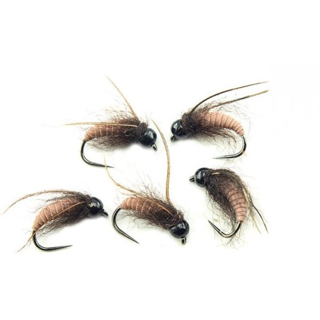 Nymphe tricopthère