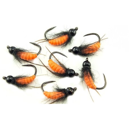 Nymphe tricopthère