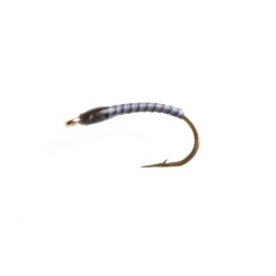 Nymphe quill violet tête noire