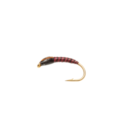 Nymphe quill rouge tête noire joues orange