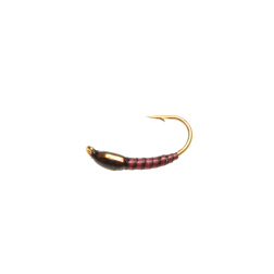 Nymphe quill rouge tête noire joues orange