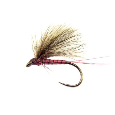 BWO Pourpre