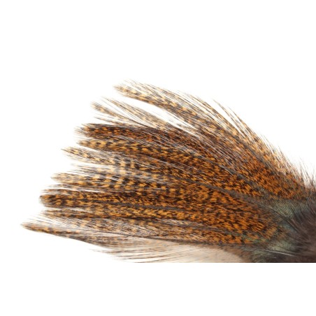 Plume Pardo 6€