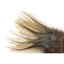 Plume Pardo 8€