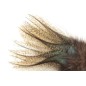 Plume Pardo 8€