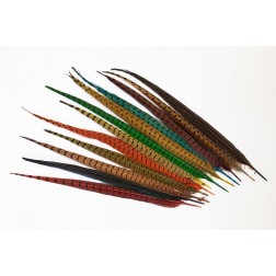 Plume de queue de faisan (Veniard)